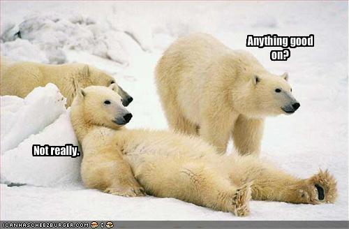 funny pictures of cats with captions